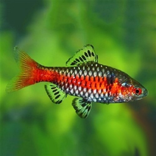 Barbus odessa - Odessa barb L
